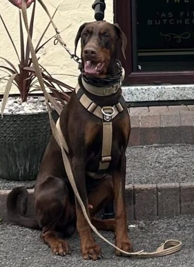 doberfields-dogs