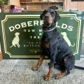 Doberfields Dog image