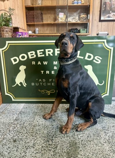 Doberfields Dog image